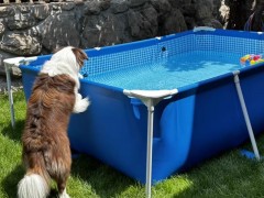 Inflatable pool? Frame pool? How to choose when you want to build a pool?